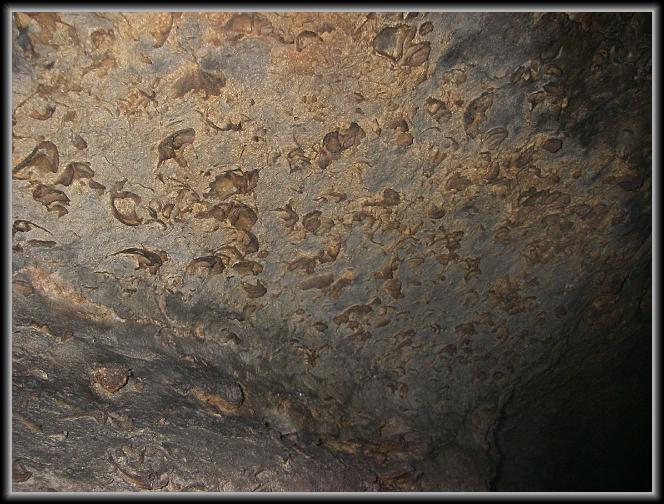 kee-16.JPG - fossils.