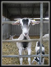 goats_11 * 694 x 926 * (118KB)