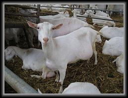 goats_16 * 1235 x 926 * (206KB)